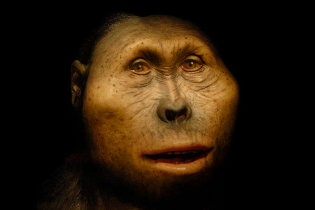 How Did Paranthropus, A Peculiar, Ape Like Early Hominin, Manage To