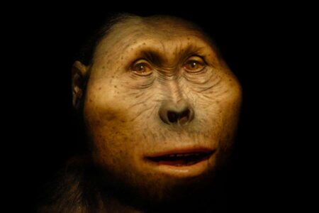 How Did Paranthropus, A Peculiar, Ape Like Early Hominin, Manage To