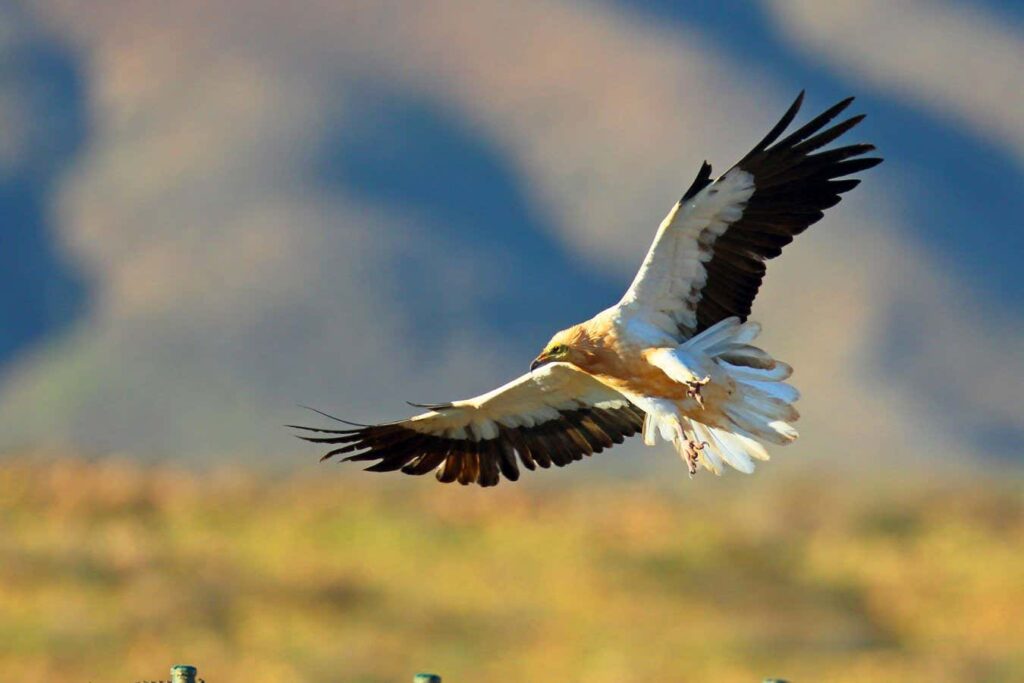 Rescued Vultures Saved From Poisoning And Electrocution