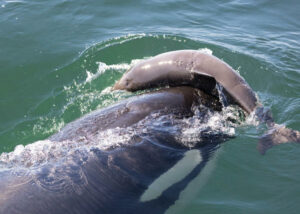 Why Do Killer Whales Target And Attack Porpoises Instead Of
