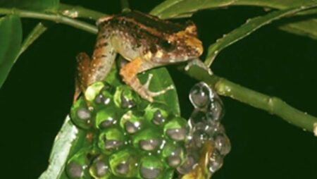 A New Frog Species With Tiny Fangs Found In Indonesia