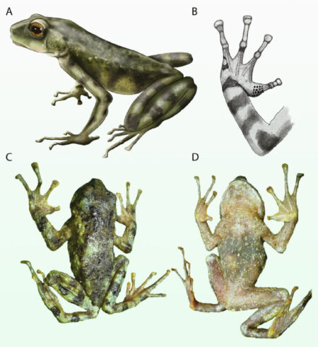 A New Species Of Toad Has Been Found Living In