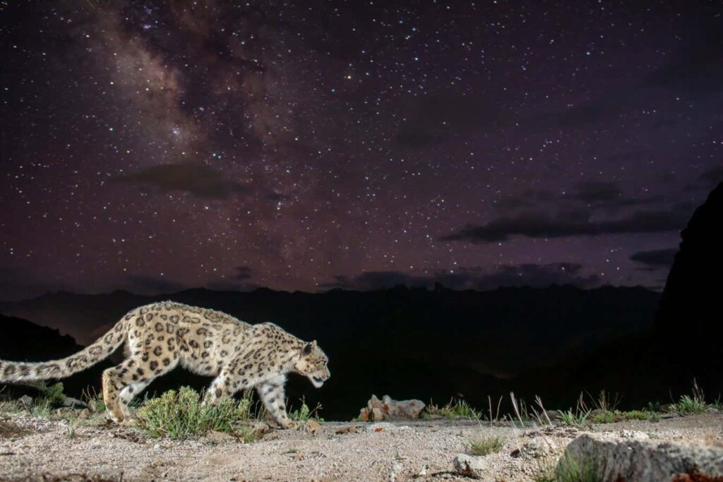 A Spectacular First Photo Of A Snow Leopard Captured Under