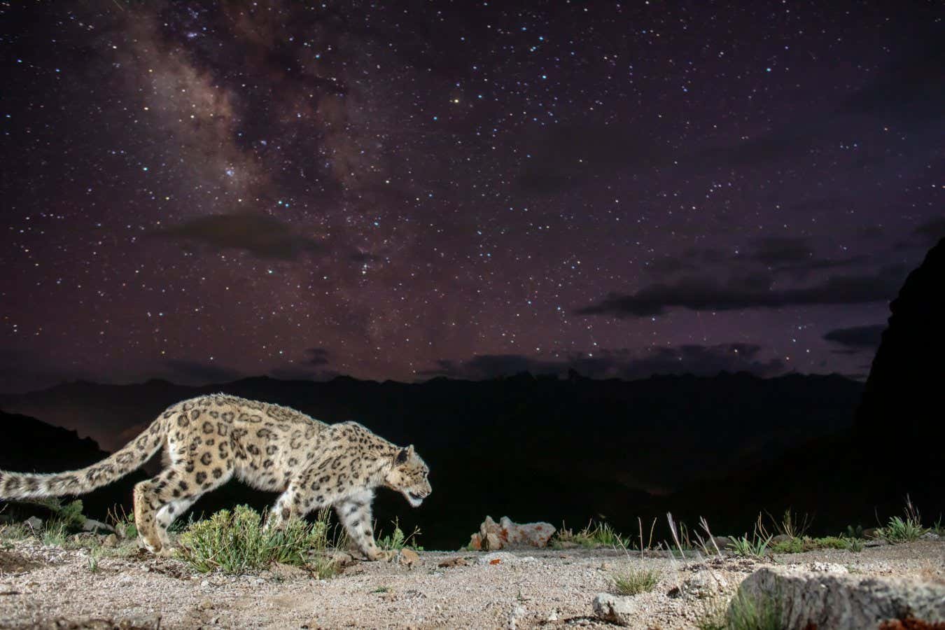 A Spectacular First Photo Of A Snow Leopard Captured Under