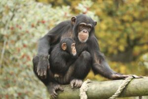 Chimpanzees Can Remember And Recognize Photos Of Long Lost Friends