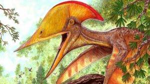 China Finds New Species Of Toothless Pterosaur