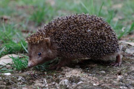 Eastern China’s Rare Black Hedgehog Becomes a New Science Enthusiast Eastern China's Rare Black Hedgehog Becomes A New Science Enthusiast