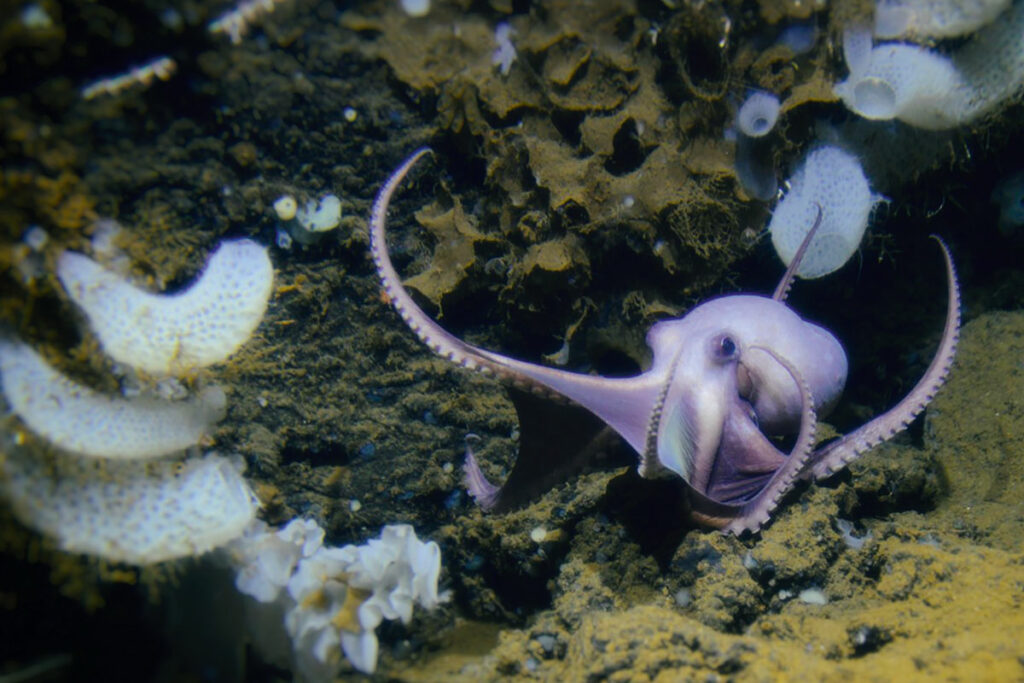 Exploring a Hidden Deep-Sea Oasis: Witnessing the Birth of 20,000 Octopuses on Planet Earth 3 Exploring A Hidden Deep Sea Oasis: Witnessing The Birth Of 20,000