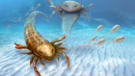 Giant sea scorpions, the largest insects, were all predators. Giant Sea Scorpions, The Largest Insects, Were All Predators.