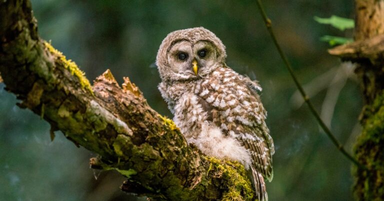 Government suggests culling owl population to protect endangered species Government Suggests Culling Owl Population To Protect Endangered Species