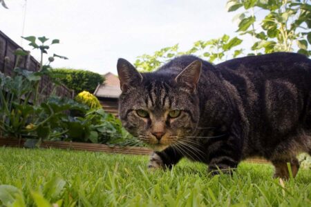 House Cats Consume More Than 2,000 Species, Including Turtles And