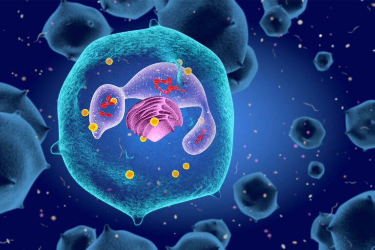 Immune cells exhibit greater independence than previously believed Immune Cells Exhibit Greater Independence Than Previously Believed