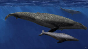 New Fossil Discovery Shows Baleen Whales Adapted To Large Bodies