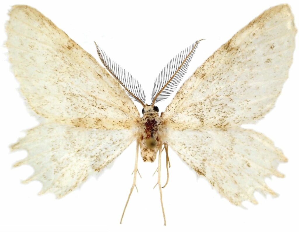 New, Mysterious Species Of Moth Discovered In Europe By Scientists