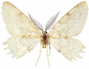 New, Mysterious Species Of Moth Discovered In Europe By Scientists