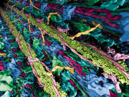 New Research Uncovers The Secrets Of Sarcomeres