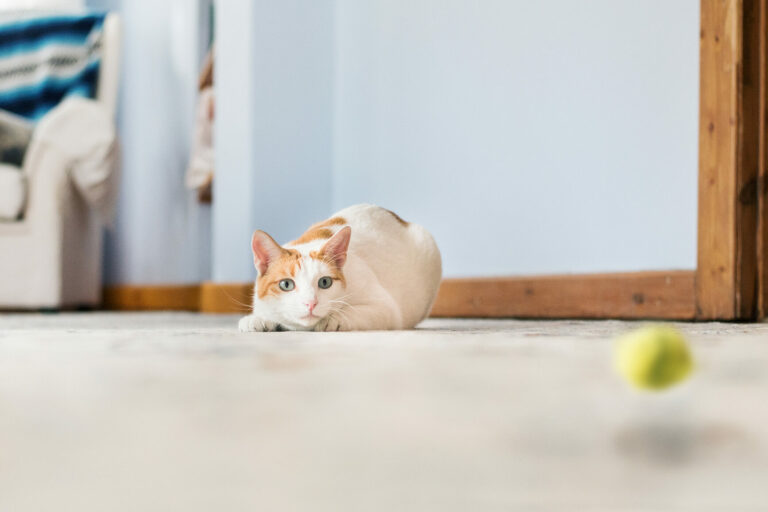 New Study Unveils the Reasons and Mechanisms behind Some Cats’ Fetch-playing Behavior New Study Unveils The Reasons And Mechanisms Behind Some Cats'