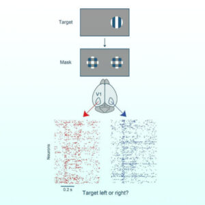 New Research Uncovers The 'visual Masking' Phenomenon In Animal Behavior