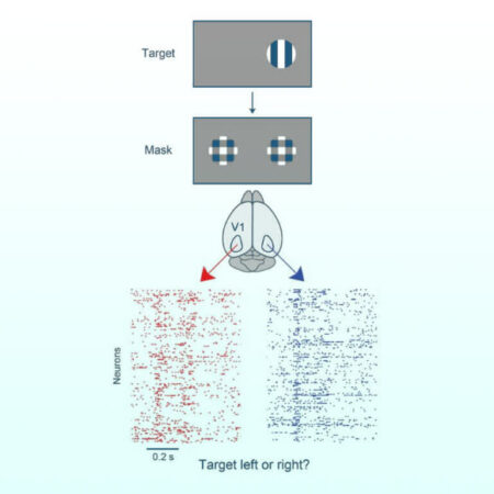 New Research Uncovers The 'visual Masking' Phenomenon In Animal Behavior