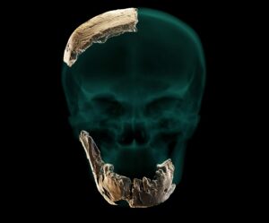Newly Discovered Fossils Shed Light On Enigmatic Human Lineage In