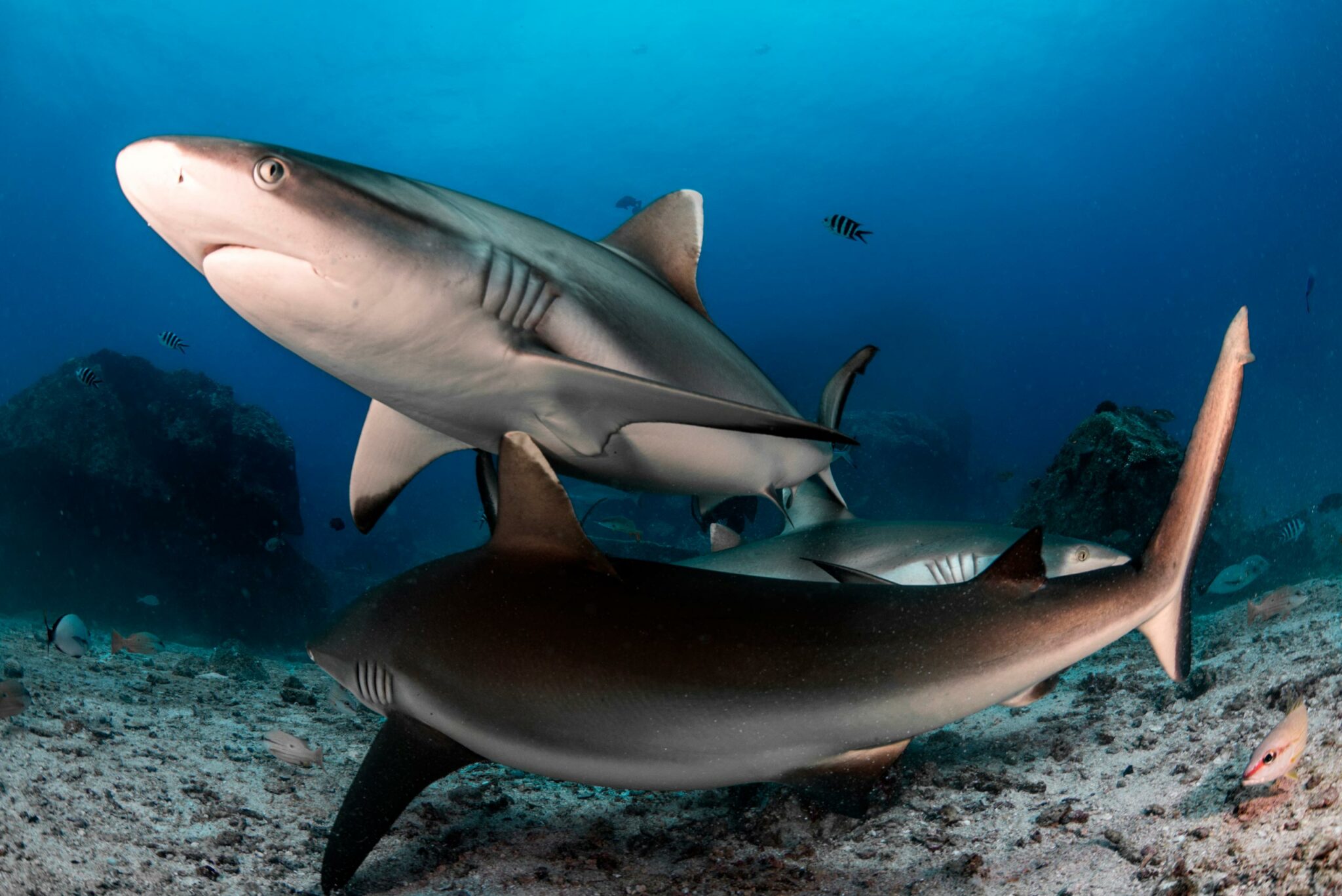 Newly Discovered Resting Behavior of Gray Reef Sharks Will Surprise You ...