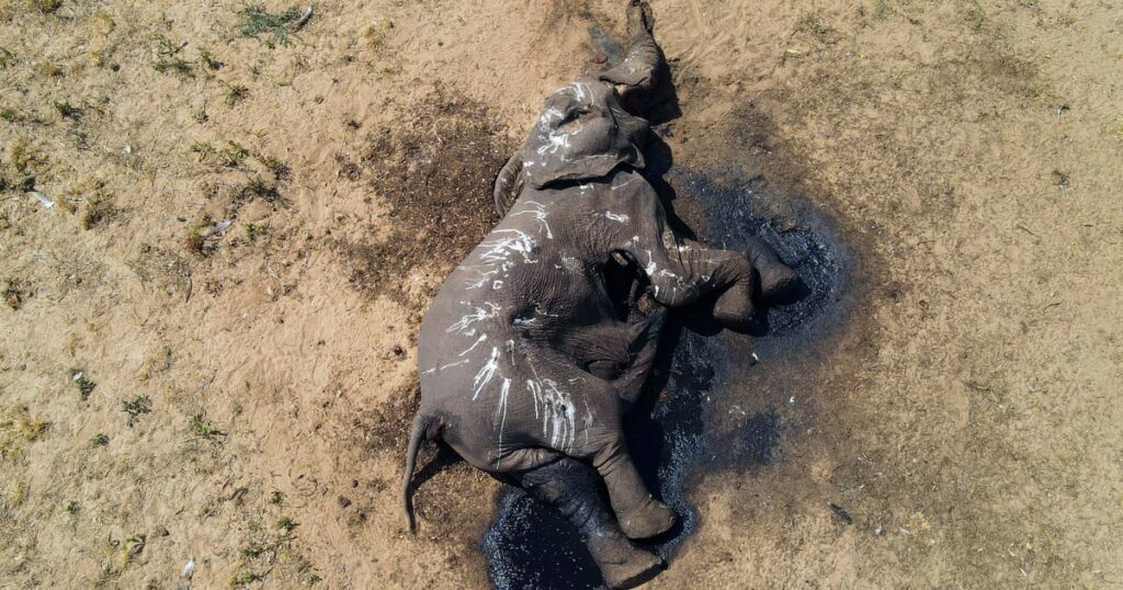 One Hundred Elephants Die In Drought Stricken Park In Zimbabwe