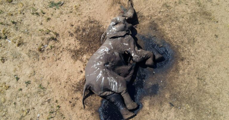 One hundred elephants die in drought-stricken park in Zimbabwe One Hundred Elephants Die In Drought Stricken Park In Zimbabwe