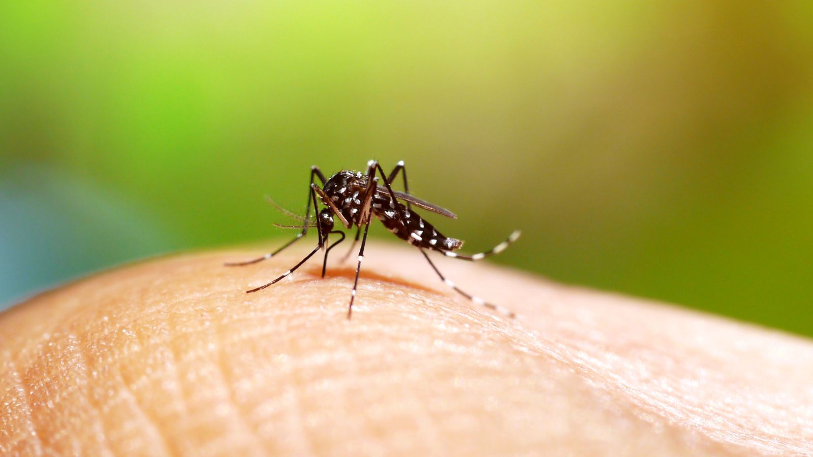 Potential Spread Of Dengue Fever Carrying Asian Tiger Mosquitoes To The