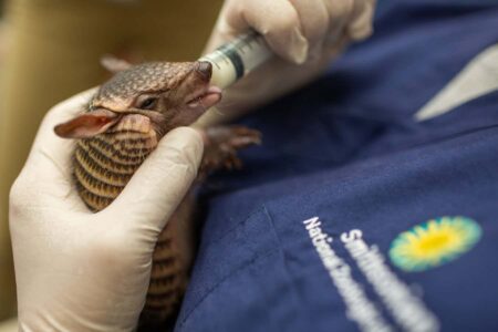 Producing Powdered Milk for Orphaned Animals in a Milk Bank Producing Powdered Milk For Orphaned Animals In A Milk Bank