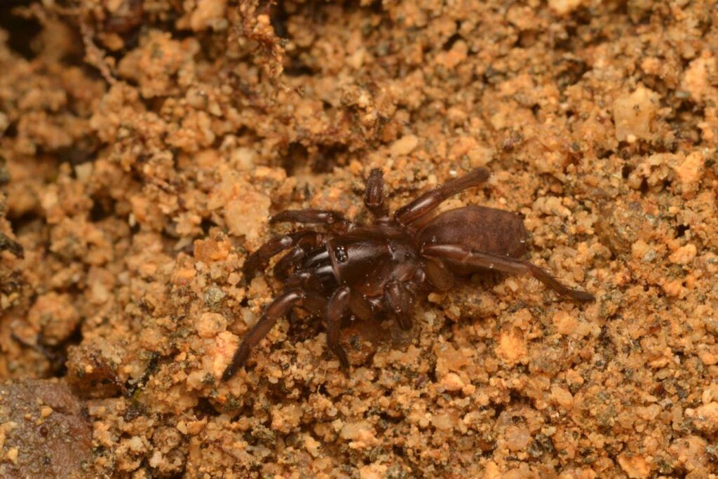 Rediscovery of Fazilde’s trapdoor spider after 92 years in Portugal Rediscovery Of Fazilde's Trapdoor Spider After 92 Years In Portugal
