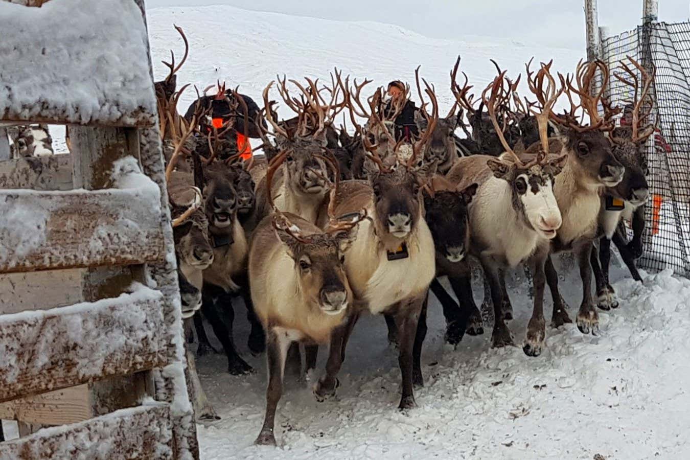 Reindeer Are Able To Eat And Sleep Simultaneously