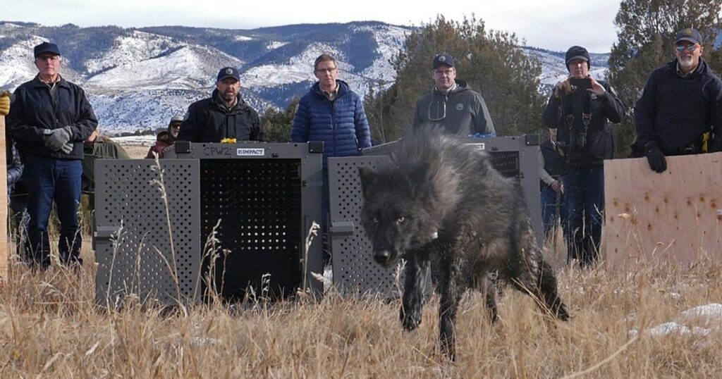Reintroduction Plan To Release Five Wolves In Colorado