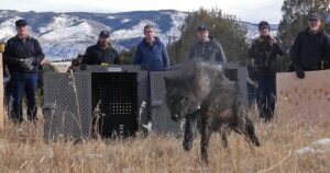 Reintroduction Plan To Release Five Wolves In Colorado