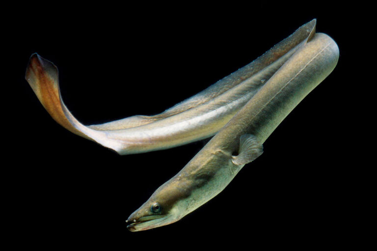 Reproduction Of Eels: A Bbc Science Focus