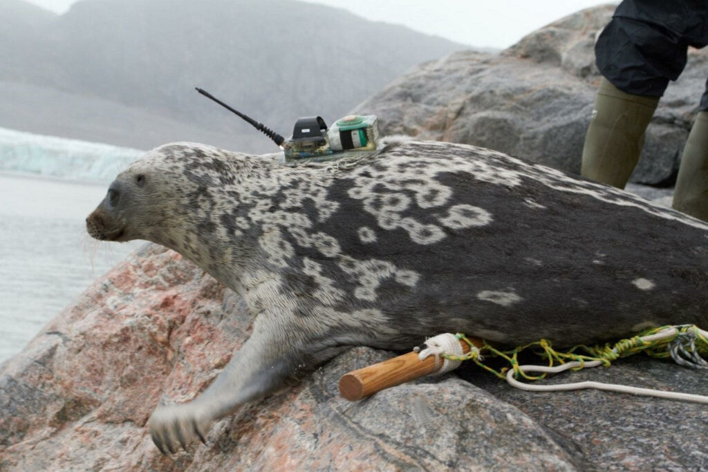 Researchers identify unique species of seal in the Arctic Researchers Identify Unique Species Of Seal In The Arctic
