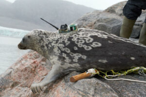 Researchers Identify Unique Species Of Seal In The Arctic