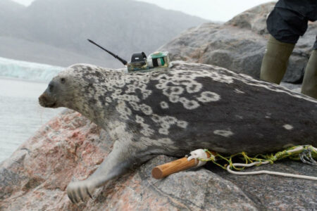 Researchers Identify Unique Species Of Seal In The Arctic