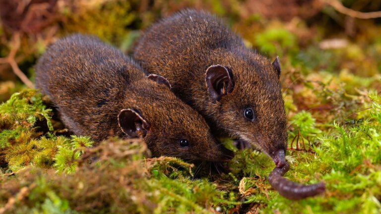 Scientists identify five previously unknown soft-furred hedgehog species in Southeast Asia Scientists Identify Five Previously Unknown Soft Furred Hedgehog Species In Southeast