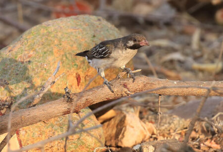 Study Finds Honeyguide Birds Have The Ability To Recognize Distinct
