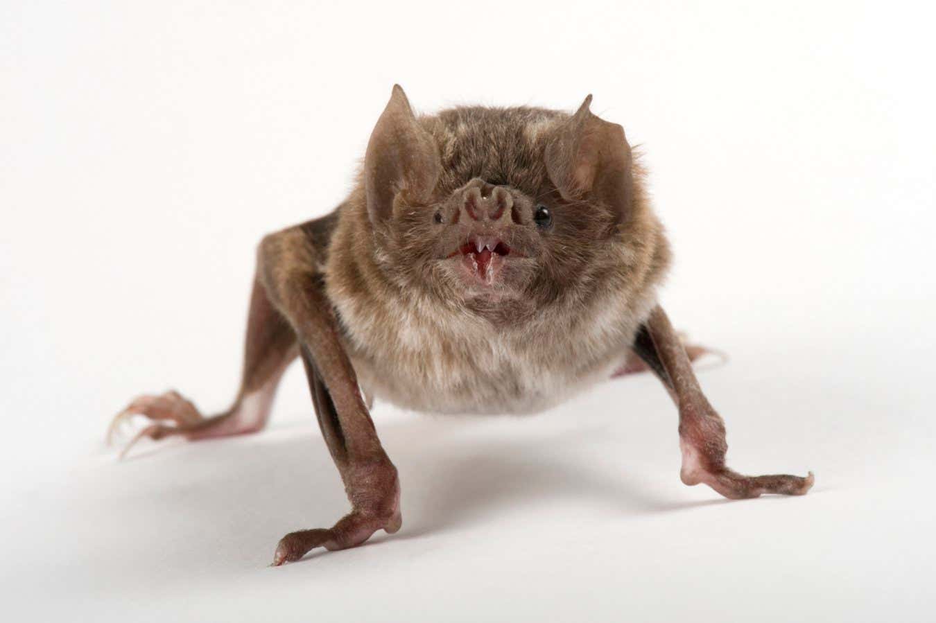 The Absence Of Flightless Bats: Unraveling The Mystery Of Evolution
