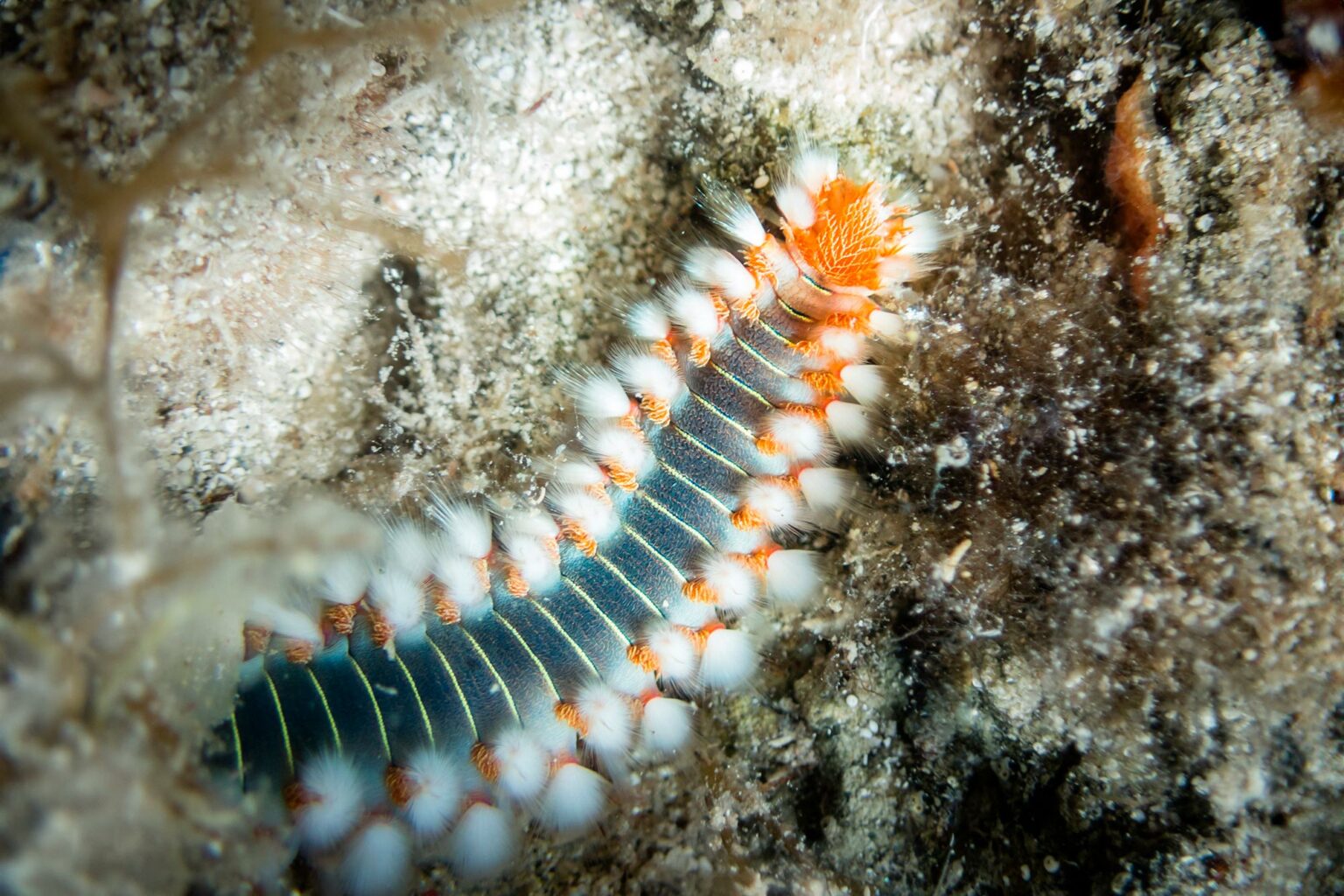 The Changing Diet Of Animals Over Time