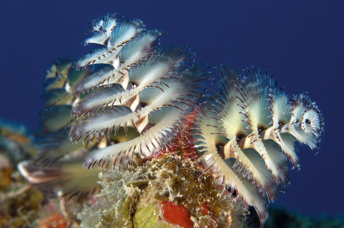 The Christmas Tree Worm: What Is It?