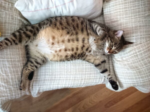 The Consequences Of A Fat Cat: The Perspectives Of Scientists