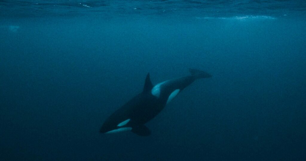 The Factors Behind The Dramatic Behavior Of Killer Whales This