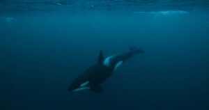 The Factors Behind The Dramatic Behavior Of Killer Whales This