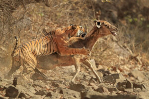 The Top 10 Most Powerful Animals In The World