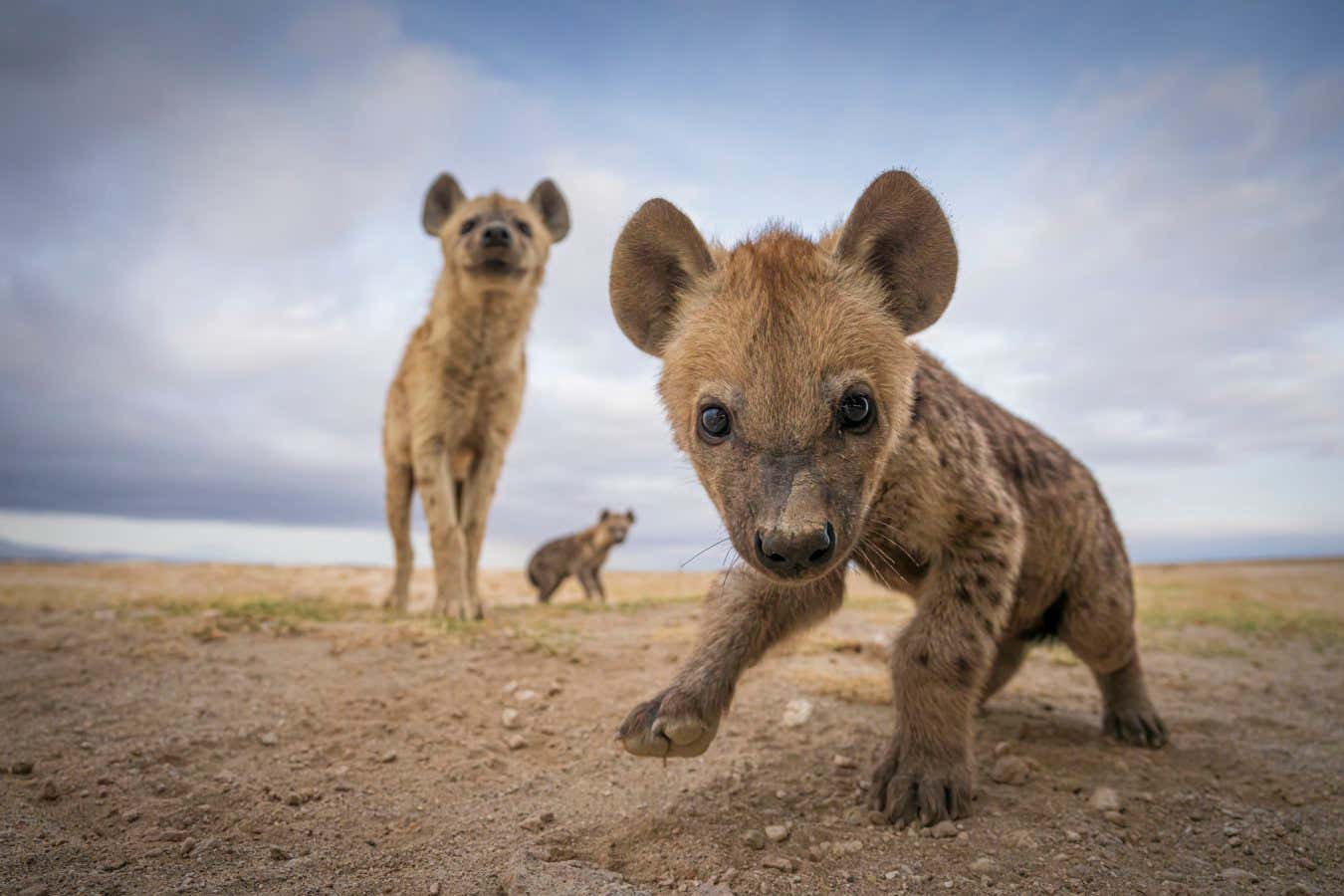 The Top Animal Photos Of 2023: From Hyenas To Southern