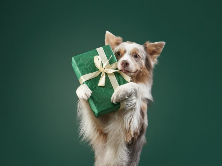 Top 5 Pet Tech Gifts for Your Furry Friend in 2023 Top 5 Pet Tech Gifts For Your Furry Friend In