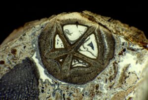 Uncovering The Astonishing Facts About Ancient Bead Like Fossils