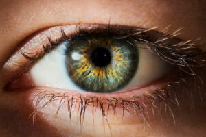Understanding The Incredible Anatomy And Function Of The Human Eye